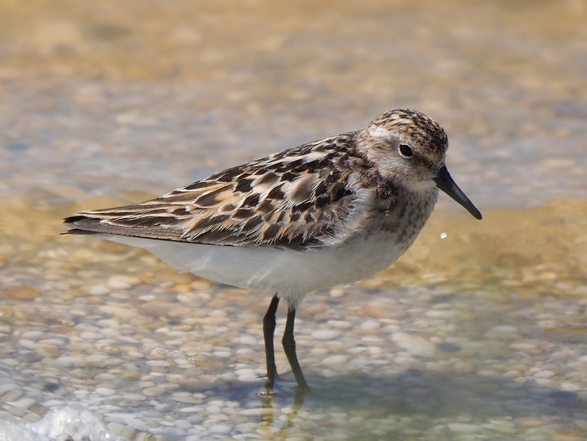 Uccelli alla Salina di Stintino